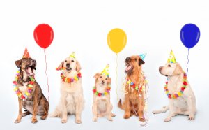Celebrating dogs