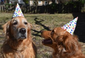 dogs in party hats